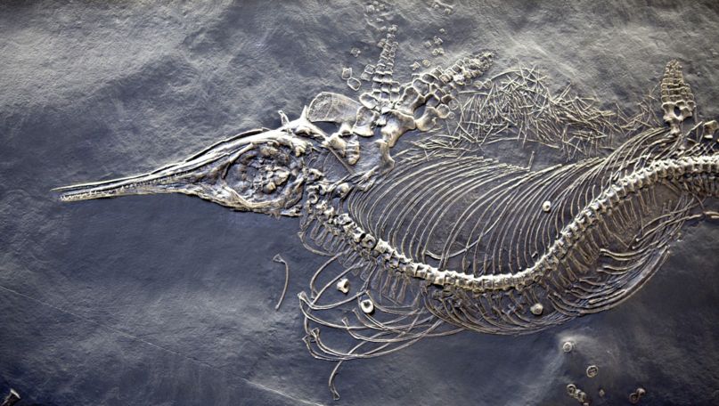 Museum of Fossils Monte San Giorgio