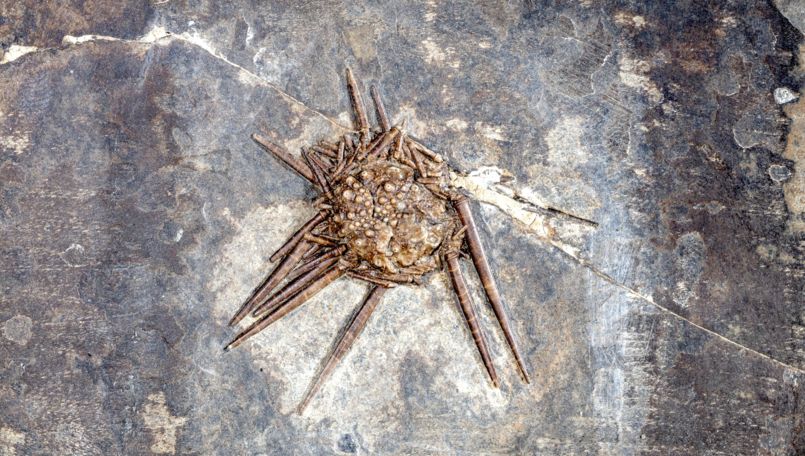 Museum of Fossils Monte San Giorgio