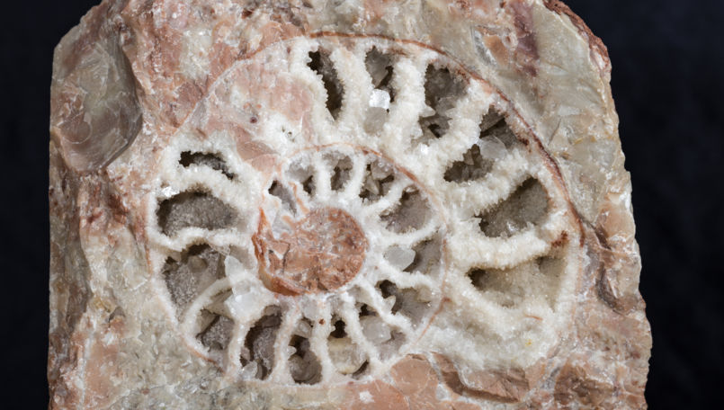 Museum of Fossils Monte San Giorgio