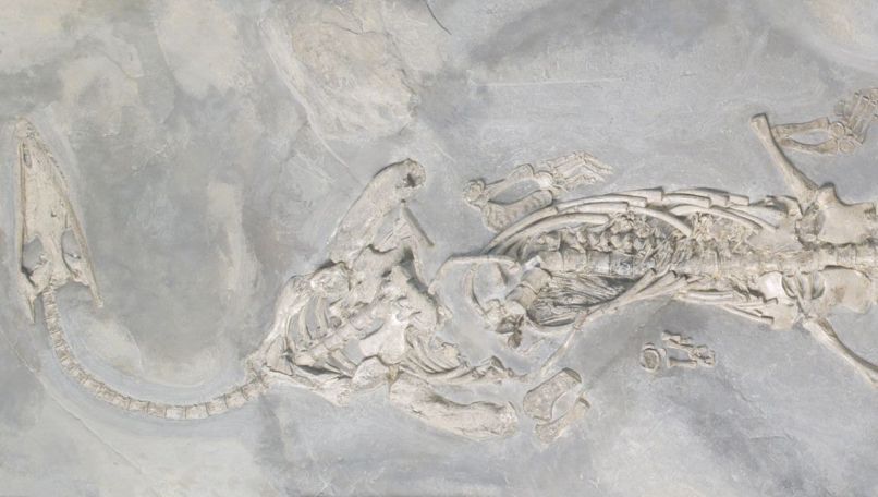 Museum of Fossils Monte San Giorgio