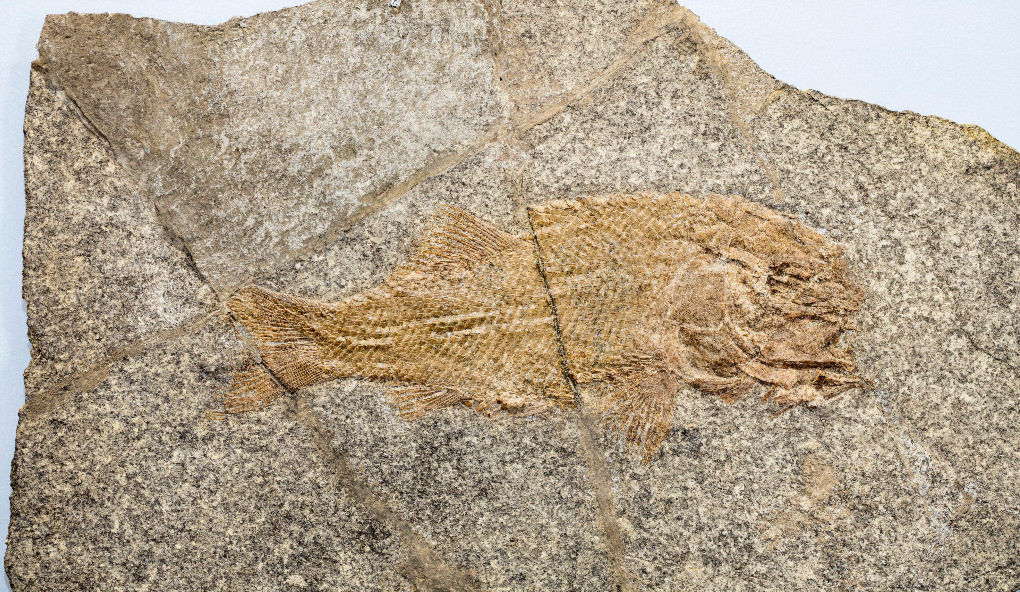 Museum of Fossils Monte San Giorgio