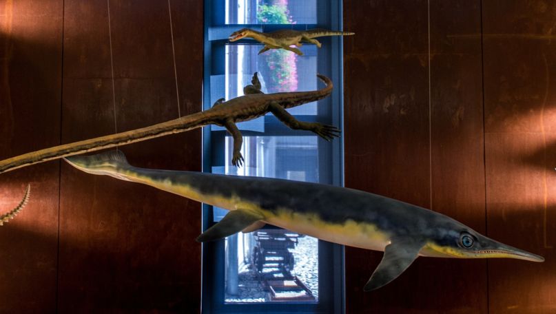 Museum of Fossils Monte San Giorgio