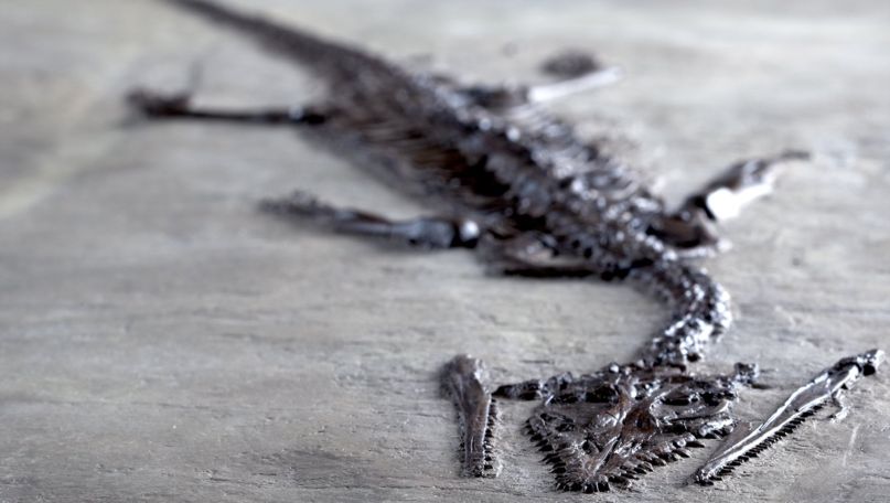 Museum of Fossils Monte San Giorgio