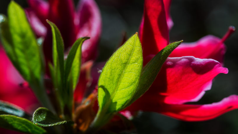 Botanical Park Gambarogno