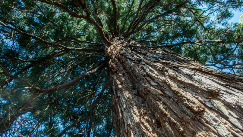 Botanical Park Gambarogno