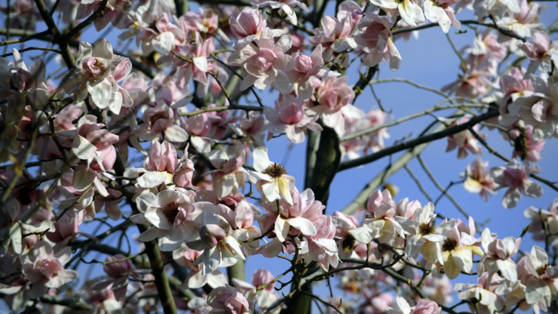 Botanical Park Gambarogno