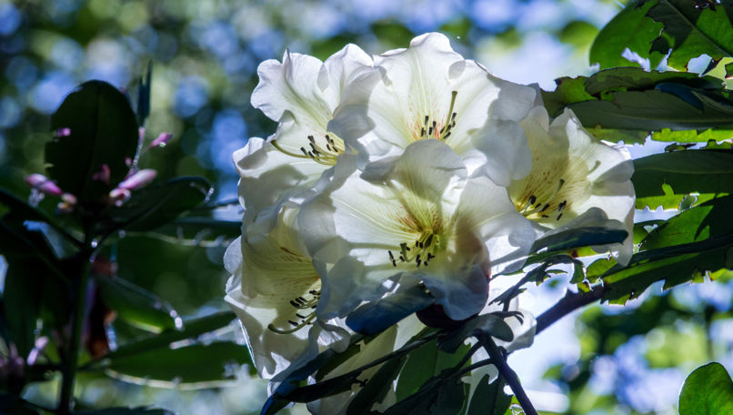 Botanical Park Gambarogno