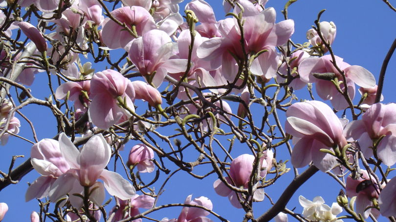 Botanical Park Gambarogno