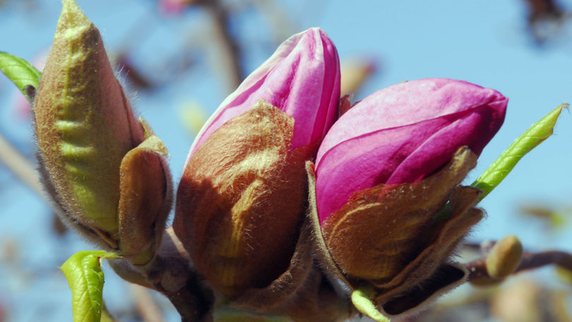 Botanical Park Gambarogno