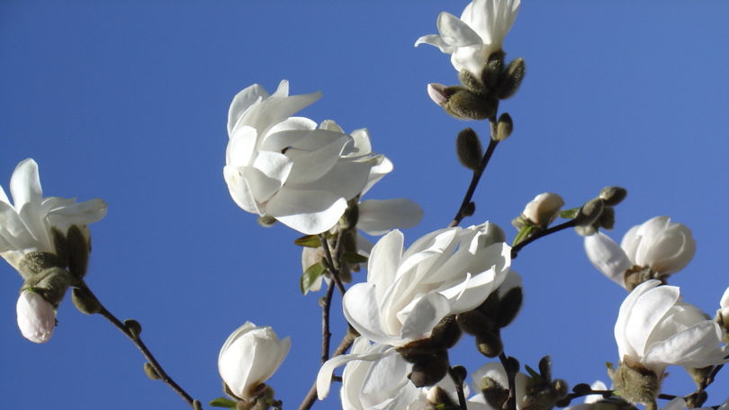 Botanical Park Gambarogno