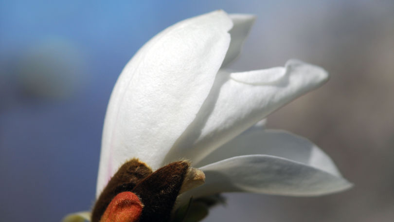 Botanical Park Gambarogno