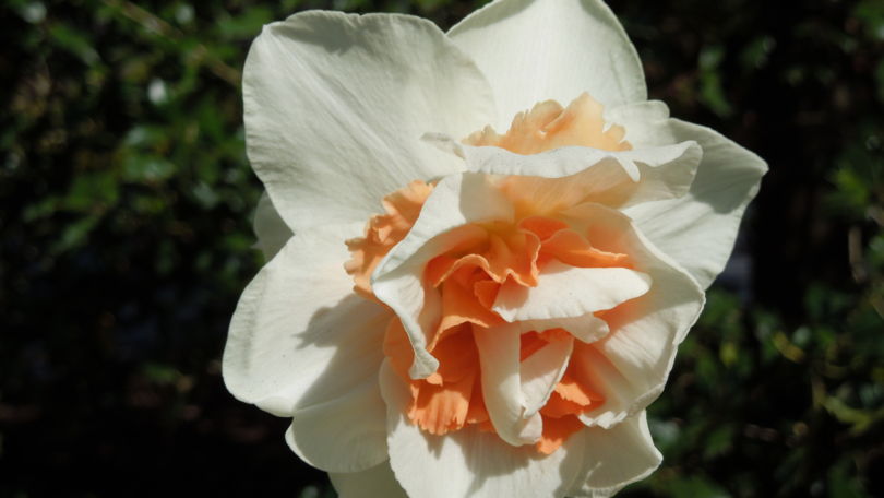 Gardens of Villa Taranto