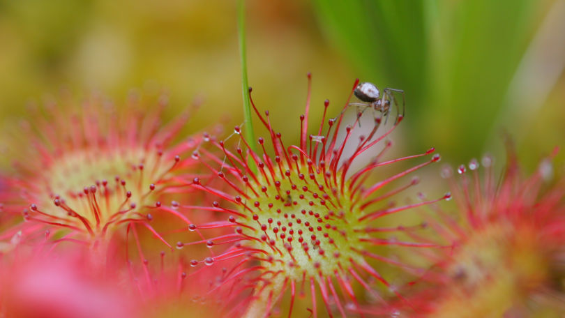 Lucomagno Pro Natura Centre