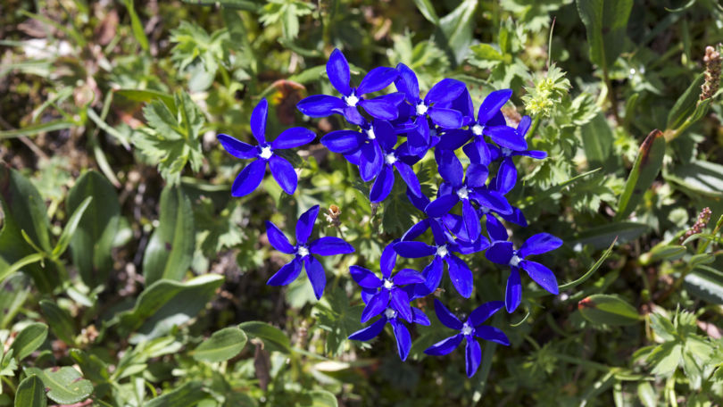 Lucomagno Pro Natura Centre