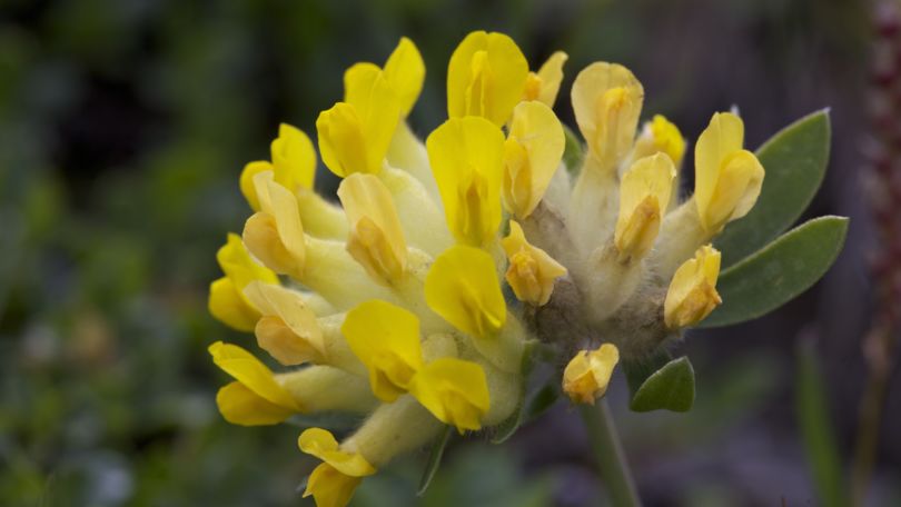 Lucomagno Pro Natura Centre