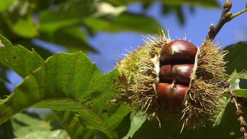 Chestnuts