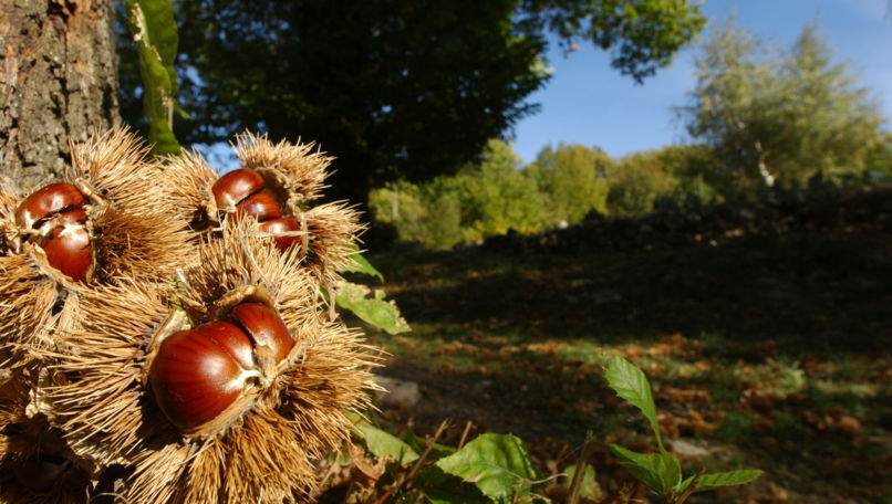 Chestnuts