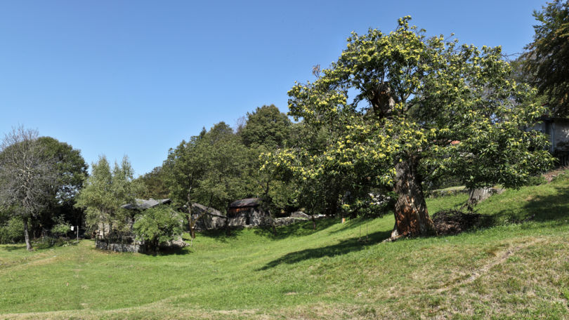 Mounts of Gambarogno