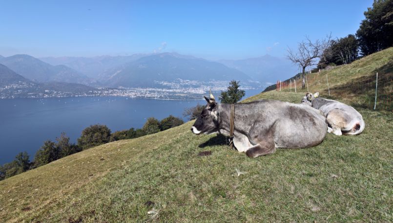Mounts of Gambarogno